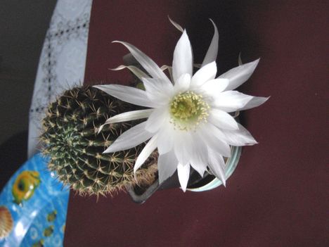 Ps-rojasii3=+090524