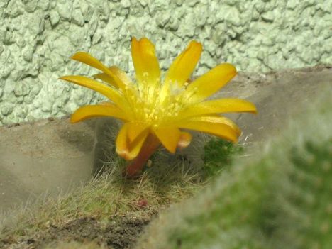 Re-crysacantha3=+080510
