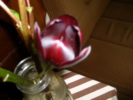 Fekete tulipán, amit sajnos megttek vassiaznók