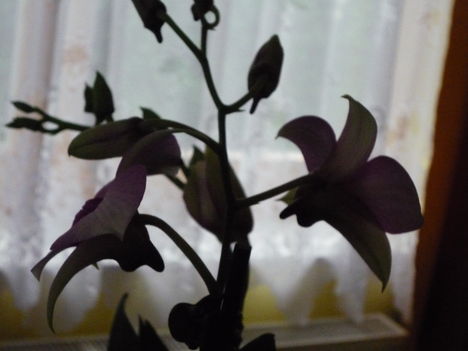 Orchidea sziluettje.