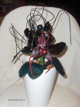 dracula orchidea saját 007