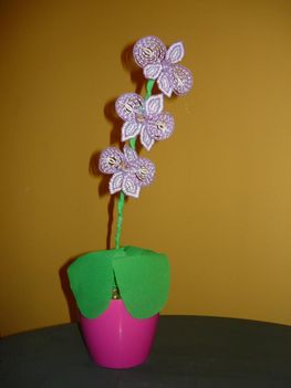 Lila Orchidea