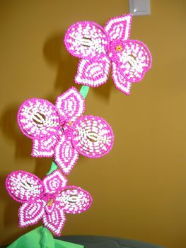 Pink Orchidea