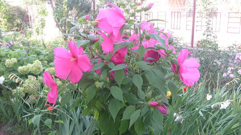 hibiszkusz2