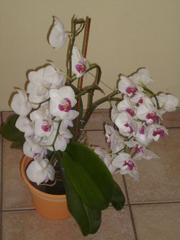 orchidea lent