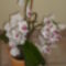 orchidea lent
