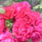 pompázó rózsám