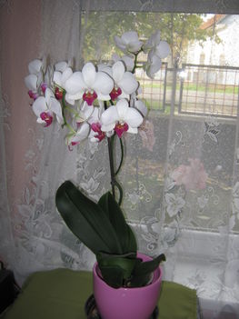 a nagy fehér phalaenopsisomon 20 virág nyílott :)