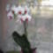 a nagy fehér phalaenopsisomon 20 virág nyílott :)
