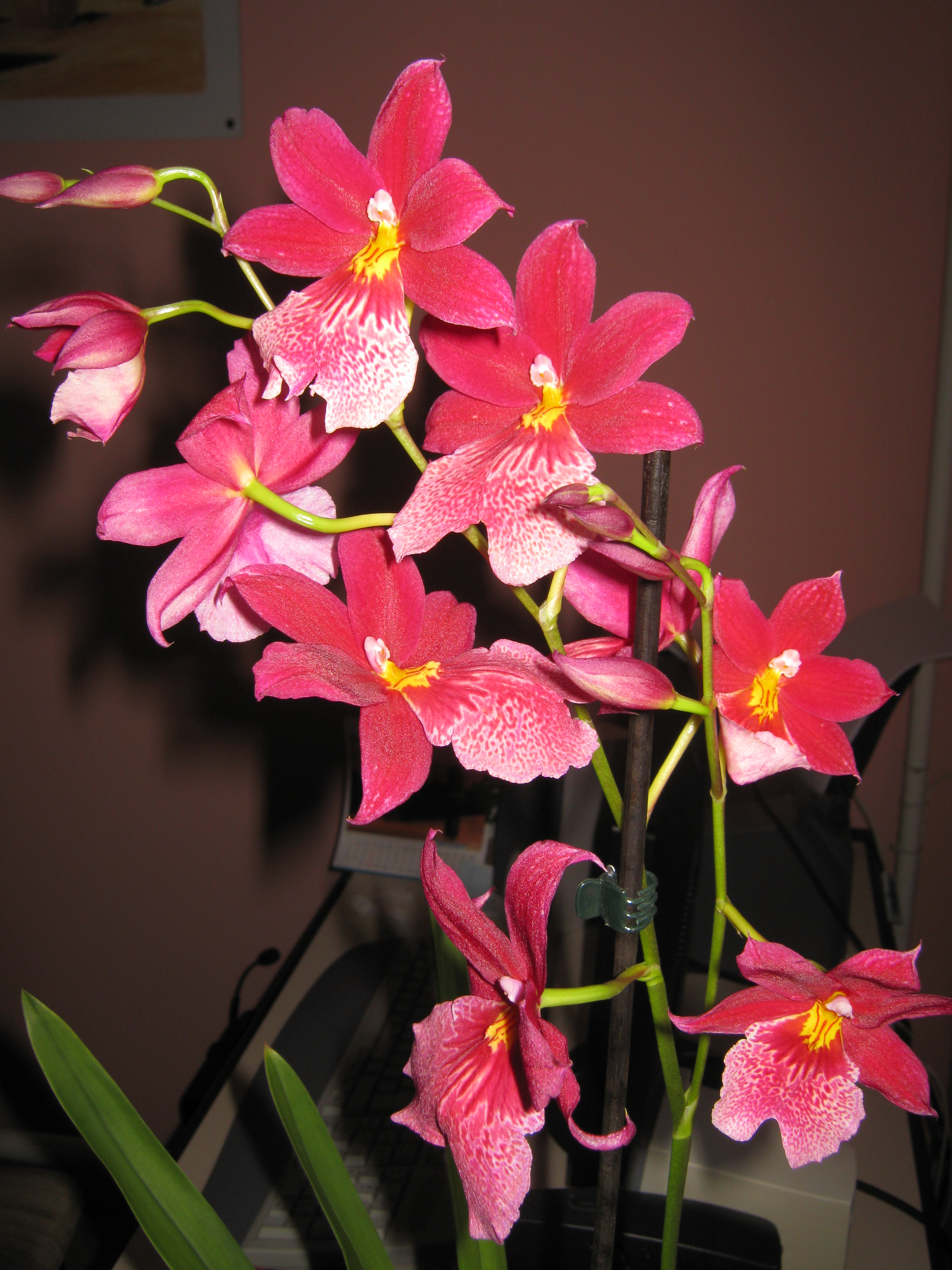 Буррагеара Орхидея