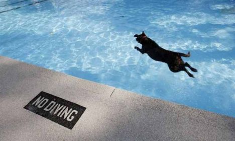 kuty vízbe ugrik
