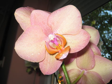 narancs színű phalaenopsis