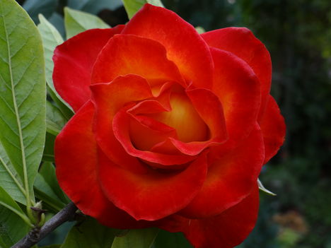 Rózsa 1 Kornélia figyelmébe ajánlom  szeptember 2