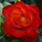 Rózsa 1 Kornélia figyelmébe ajánlom  szeptember 2