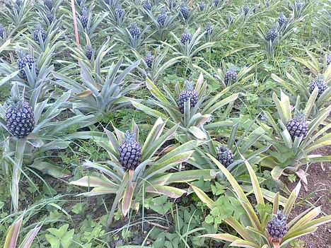 Ananász ültetvény