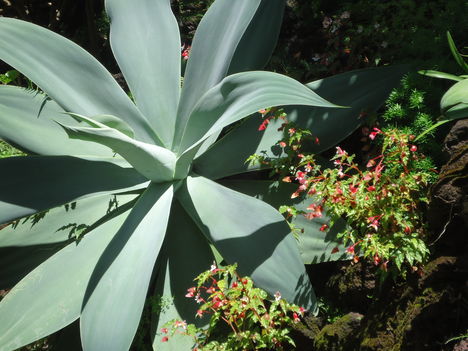 Az egyetlen puhalevelű agave attaneuta