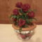 Cserepes rózsa1