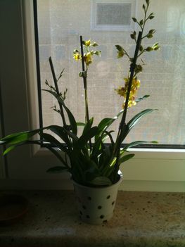 Eladó nem virágzó Oncidium orchidea 2 tő 1 cserépben. Ár: 3000Ft