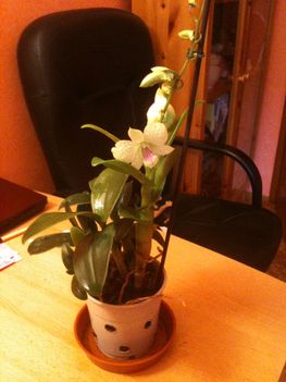eladó sárga virágú, virágzó Dendrobium phalaenopsis 3500FT