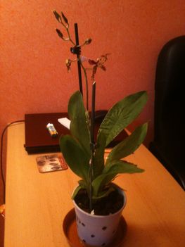 Eladó virágzó Cambria orchidea 4000Ft