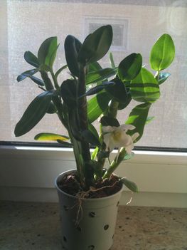 Eladó virágzó Dendrobium nobile 3500 Ft