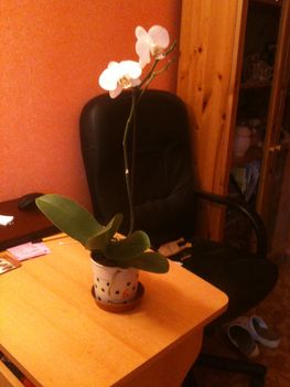 Eladó virágzó fehér phalaenopsis 2500Ft