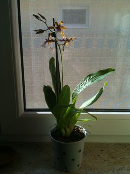 Eladó virágzó gyönyörű Cambria orchidea 4000Ft