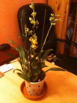 Eladó virágzó Oncidium orchidea 3500FT