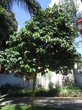 Kávéfa (COFFEA ARABICA)