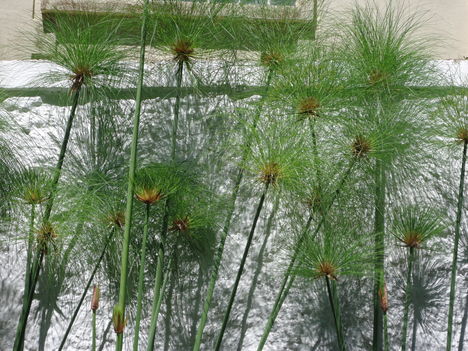 Papiruszsás (Cyperus papyrus)