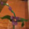 törpe orchidea2