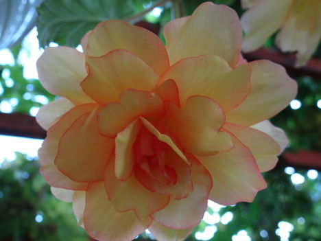 Begónia 0 (2012,09,17)