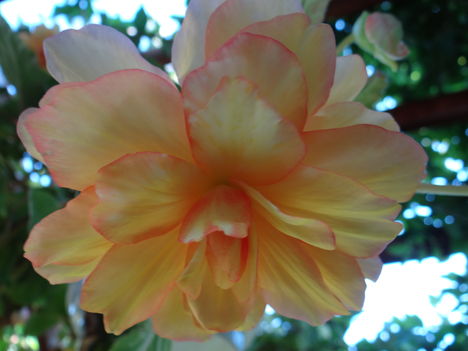 Begónia 0 (2012,09,21)