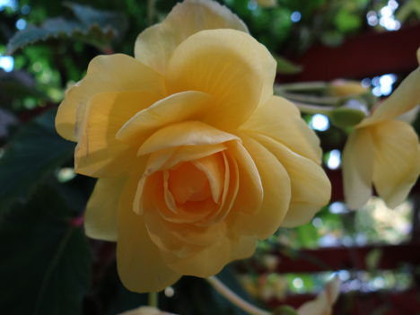Begónia 1 (2012,09,17)
