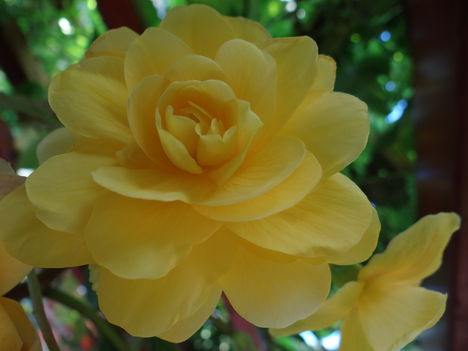 Begónia 3 (2012,09,21)