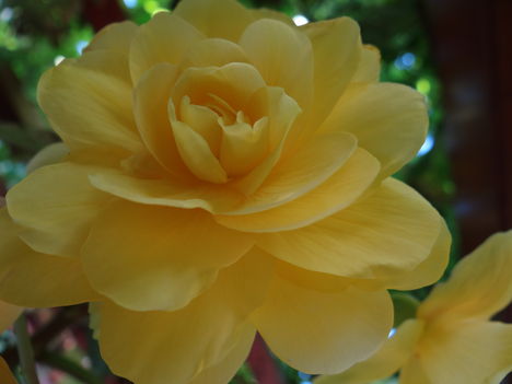 Begónia 4 (2012,09,21)