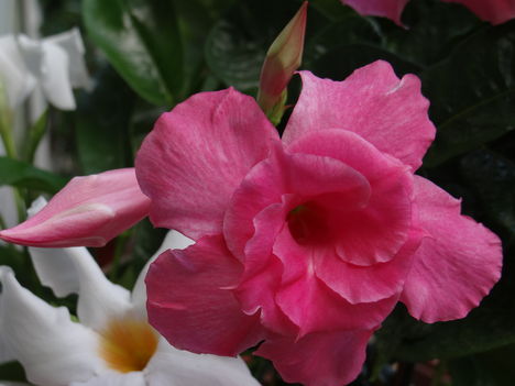 Dipladénia 3 (2012,09,17)