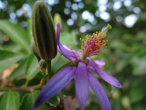 Grewia Caffra 0 (2012,09,17)