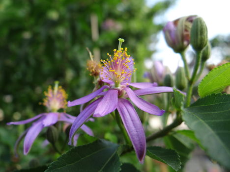 Grewia Caffra 1 (2012,09,17)