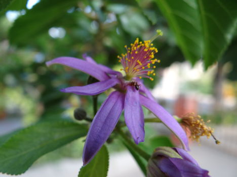 Grewia Caffra 2 (2012,09,17)