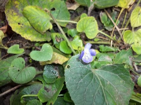 ibolya november 8