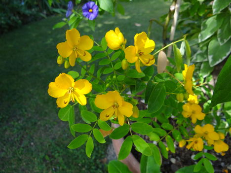 Kassia (2012,09,16)