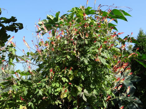 Mexikói hajnalka 0 (2012,09,23)