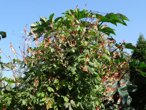 Mexikói hajnalka 1 (2012,09,23)