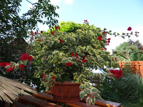 Murvafűrt 1 (2012,09,16)