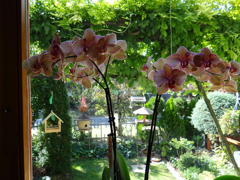 Orchidea 1 (2012,09,23)