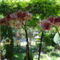 Orchidea 1 (2012,09,23)