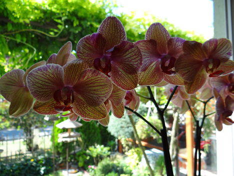 Orchidea 2 (2012,09,23)