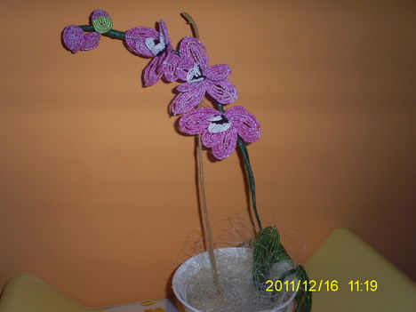 Orhidea 2