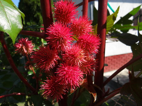 Ricinus 0 Szeptember 16-án